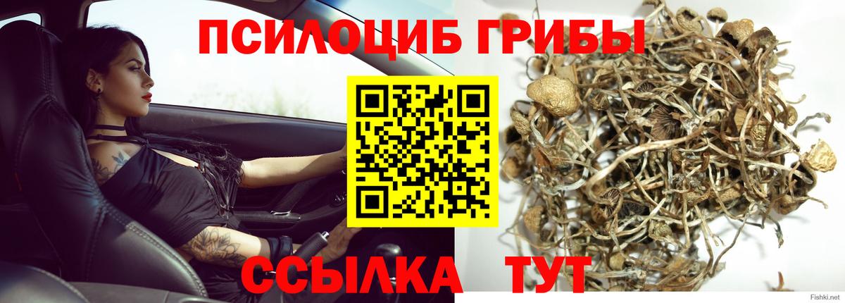 Псилоцибиновые грибы Cubensis Рязань